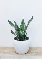 Snake Plant 6