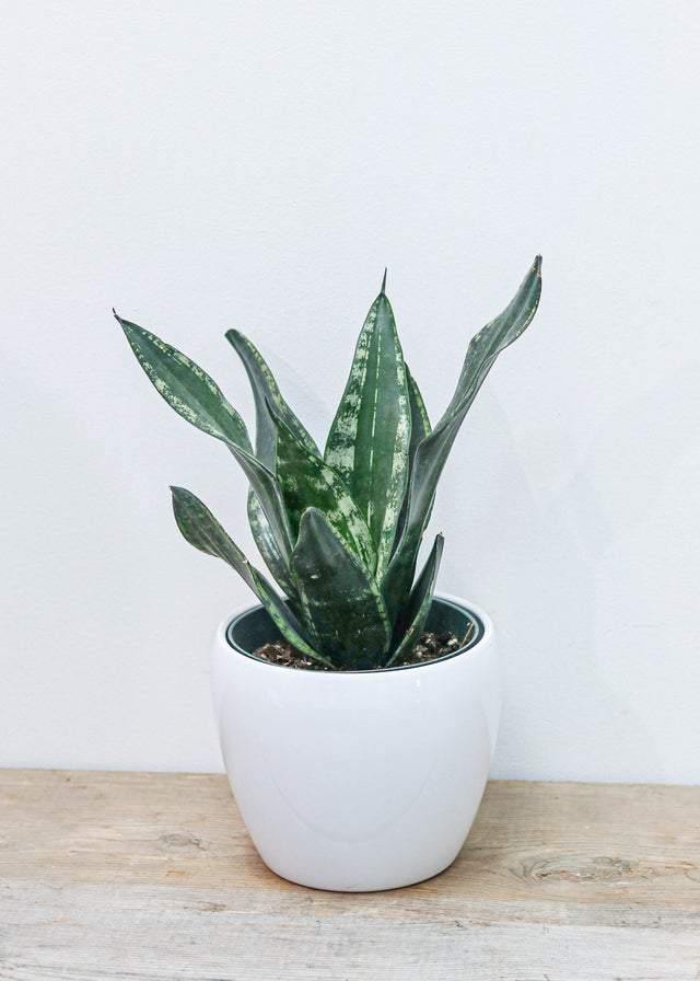 Snake Plant 6