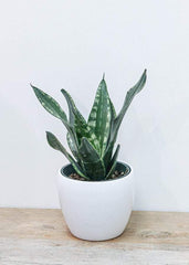 Snake Plant 6