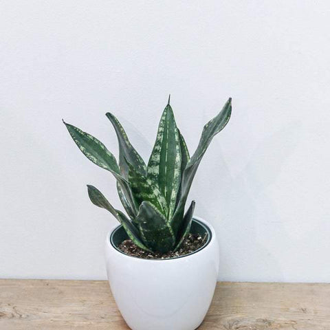 Snake Plant 6