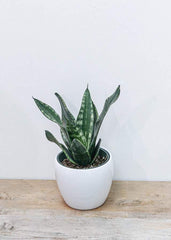 Snake Plant 6