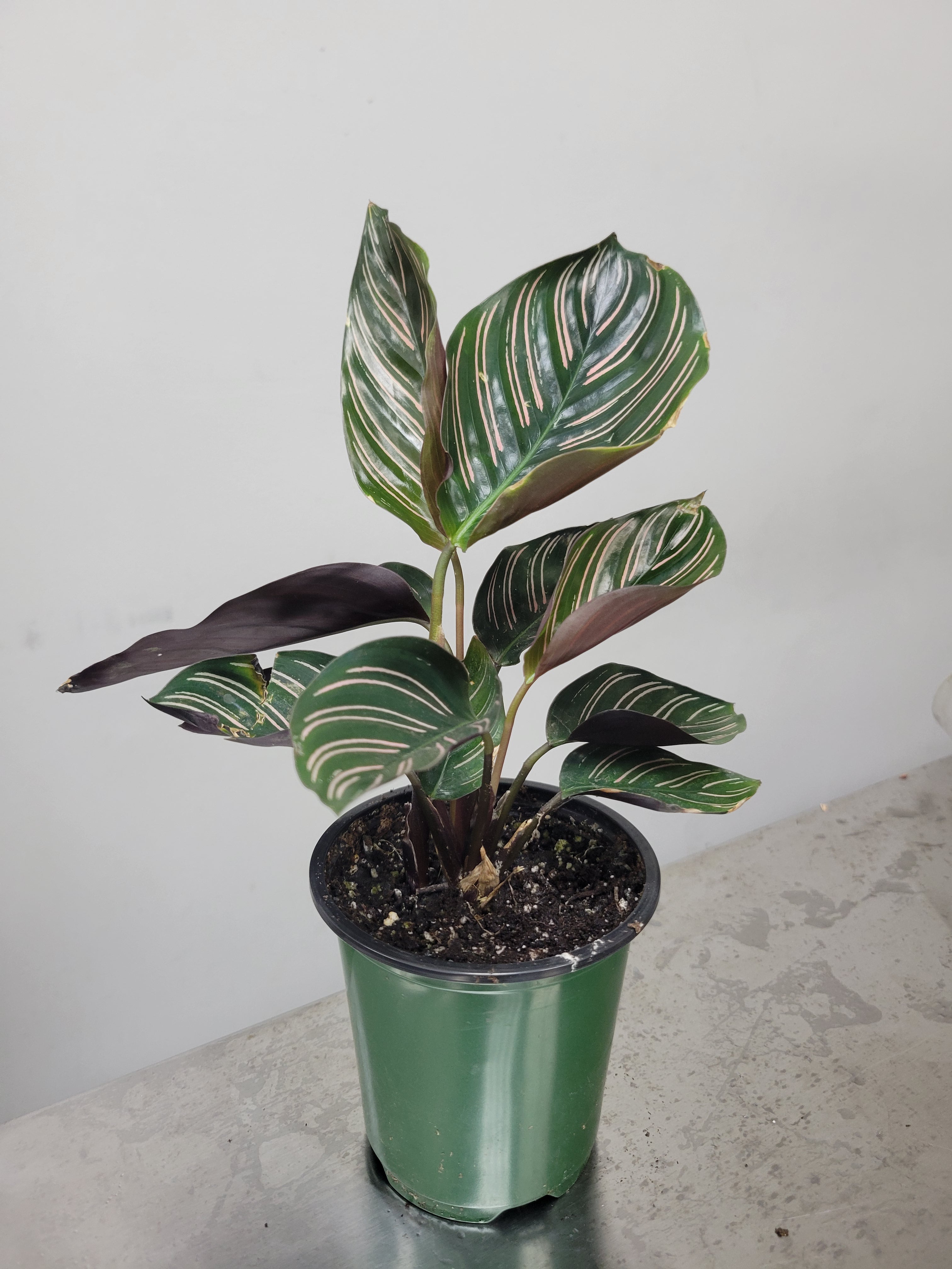 Calathea ornata 4