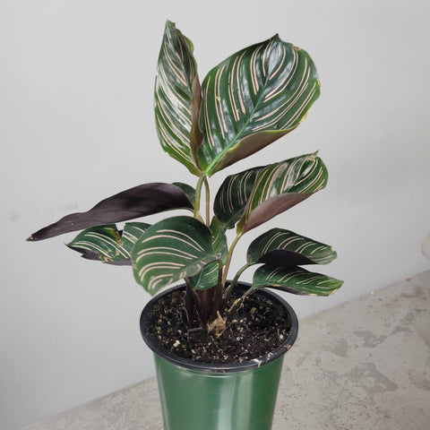Calathea ornata 4