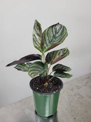 Calathea ornata 4