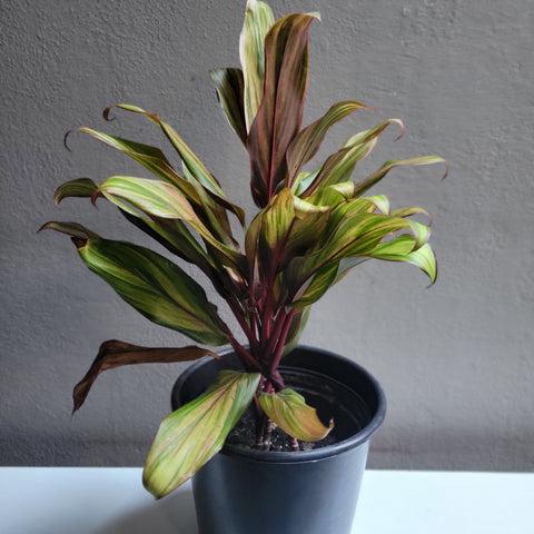 Cordyline 8