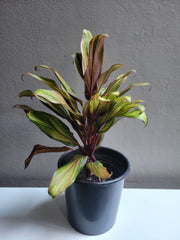 Cordyline 8