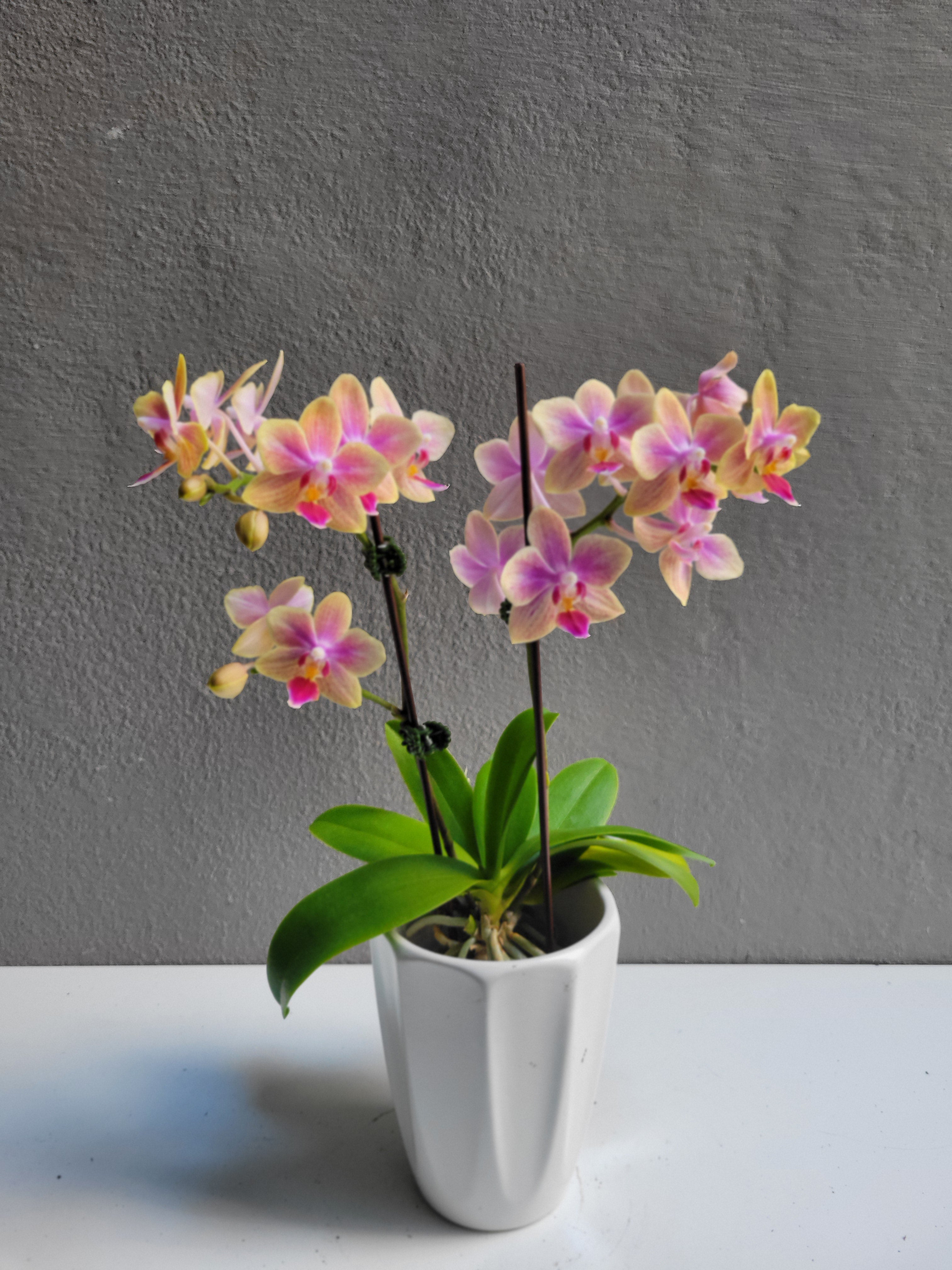 Small Orchid with pot (Mixed Color)