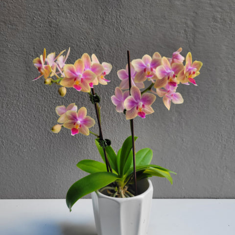 Small Orchid with pot (Mixed Color)