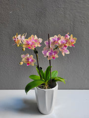 Small Orchid with pot (Mixed Color)
