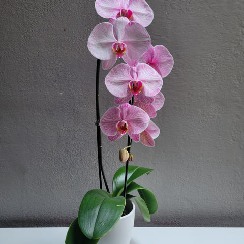 Large Dyed Pink Orchid with Pot