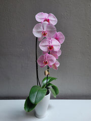 Large Dyed Pink Orchid with Pot