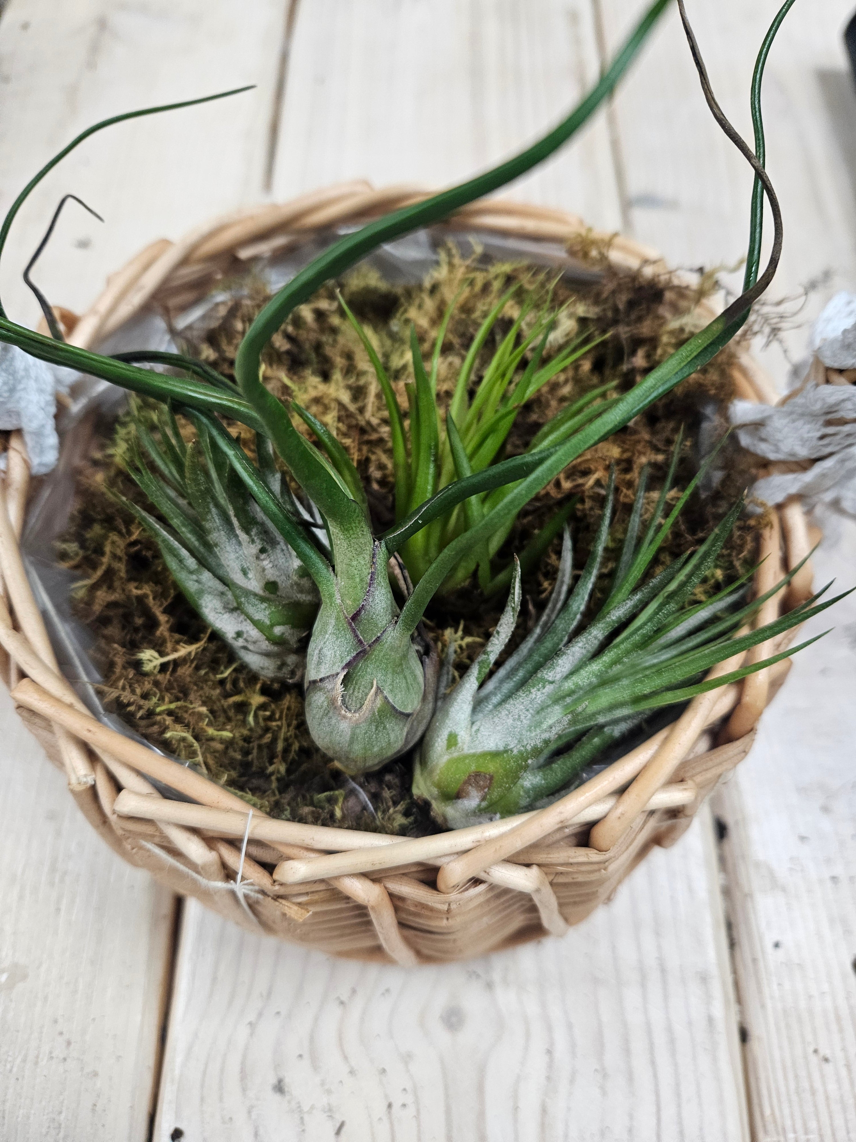 Small air plants