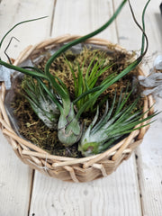 Small air plants