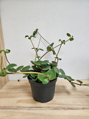 Peperomia Hope 4.5