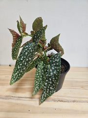 Polka Dot Plant 4.5