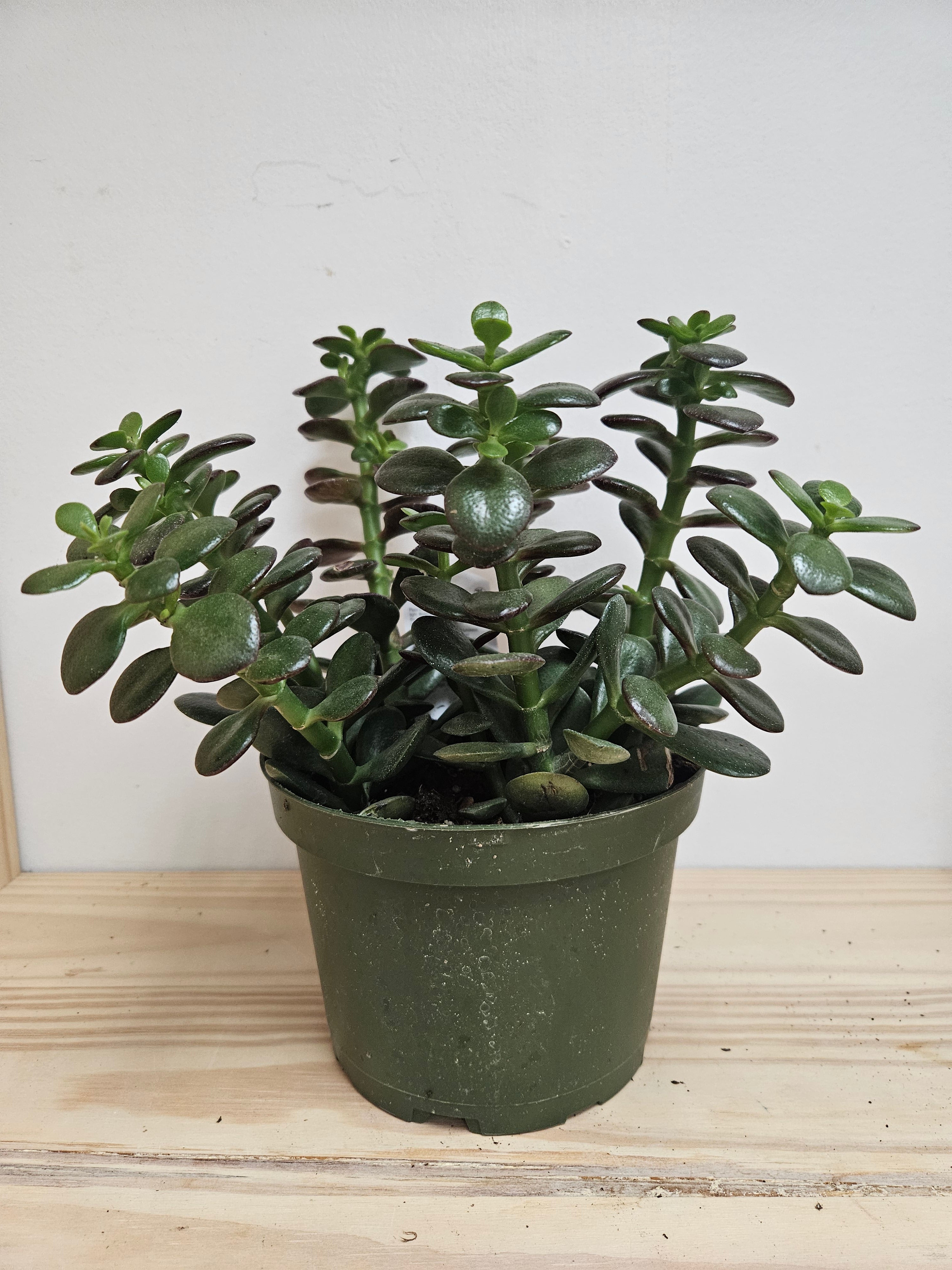 Crassula Ovata 6