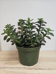 Crassula Ovata 6