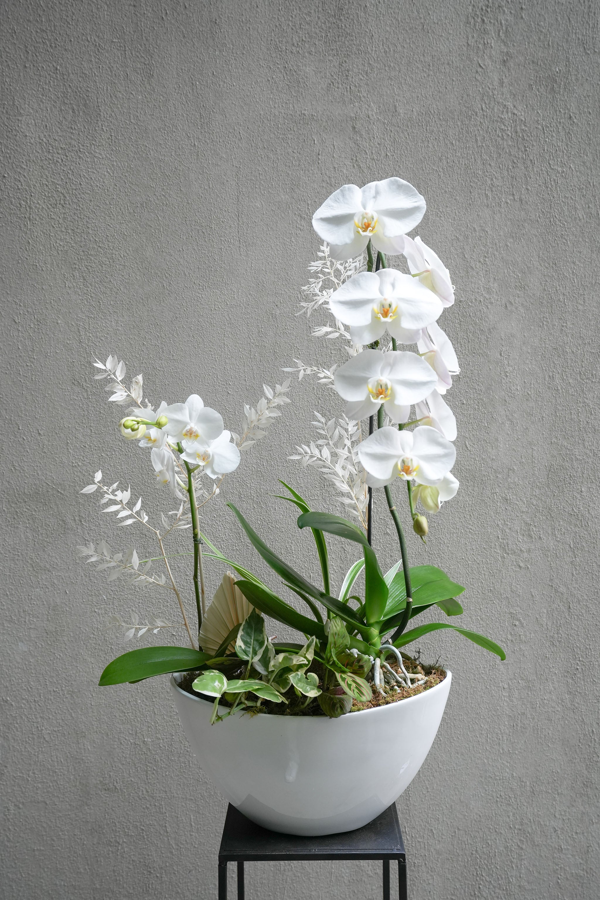 White Orchid Delight