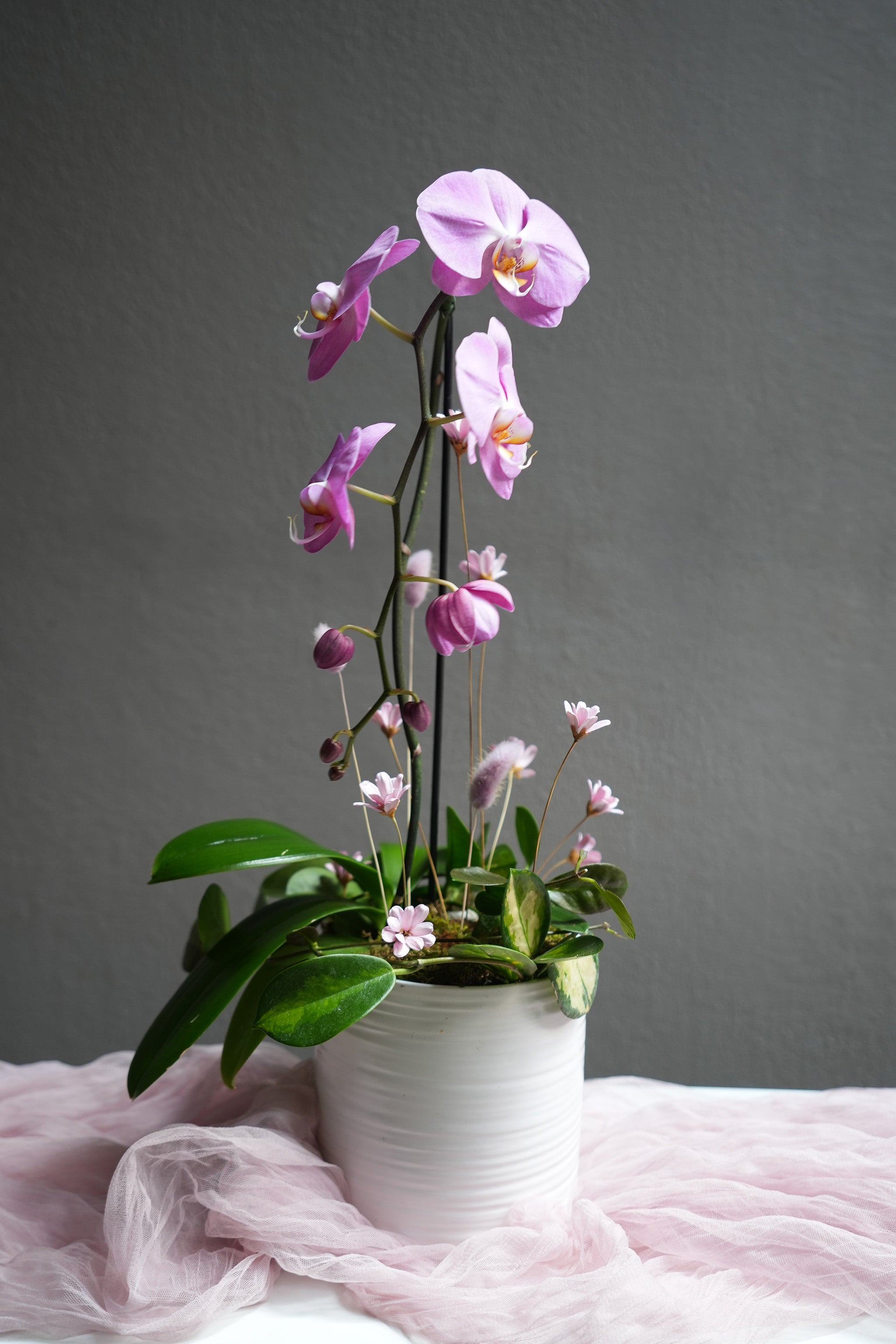 Rosy Orchid