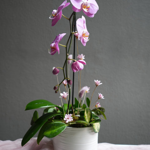Rosy Orchid