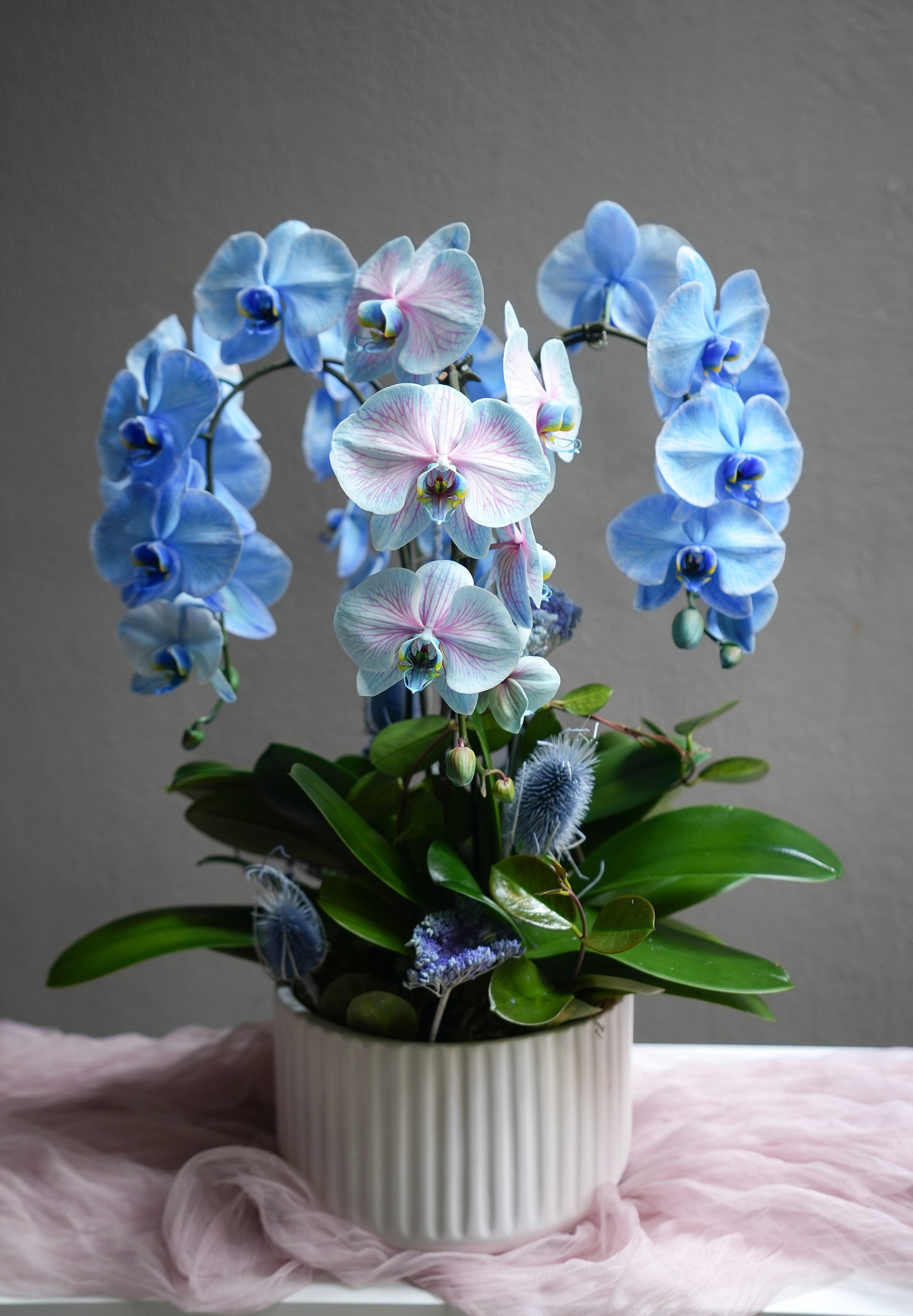 Blue Orchid Dream