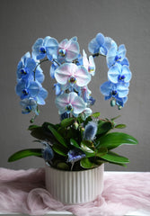 Blue Orchid Dream