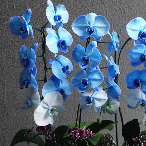 Blue Orchid Arrangement