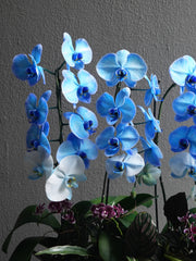 Blue Orchid Arrangement