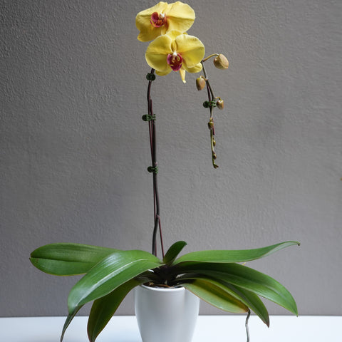 Yellow Large Orchid with Pot