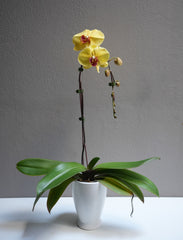 Yellow Large Orchid with Pot