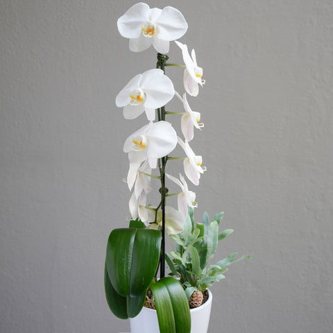 Cheerful White Orchid Arrangement