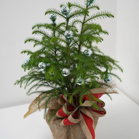 CHANGE TO PLANT NAME!!!