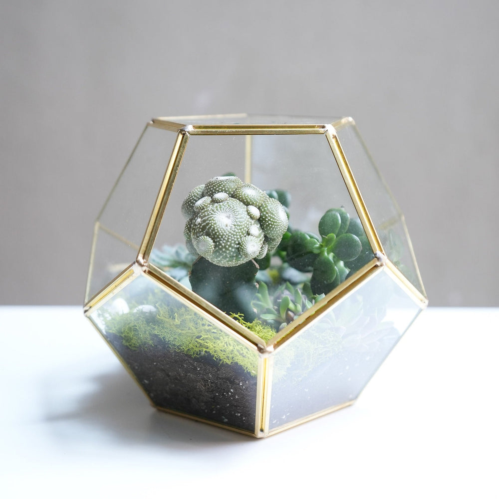 succulent plant delivery toronto Succulent Terrarium - Flower & Plant Free Delivery