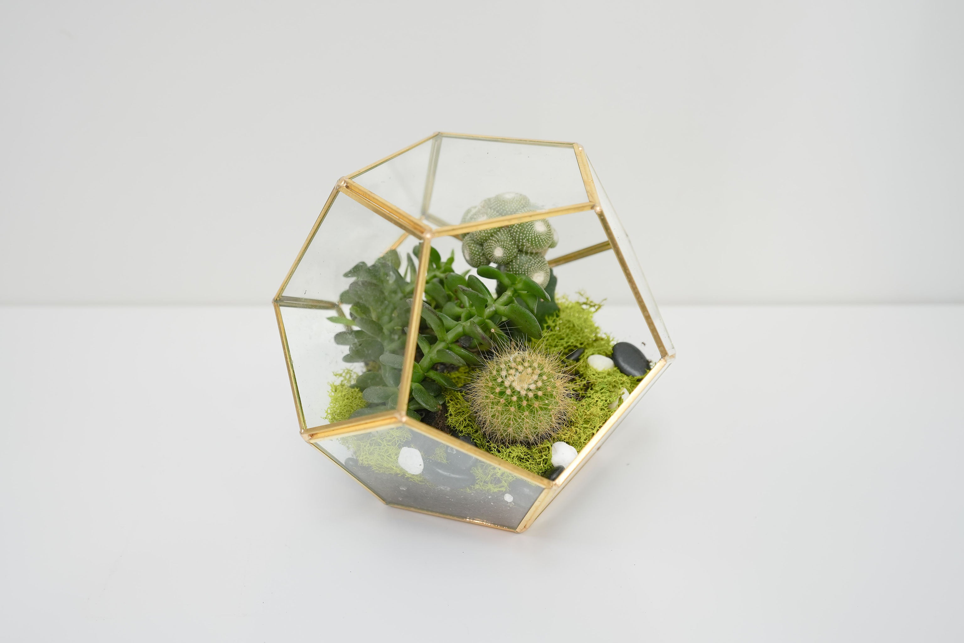 Succulent Terrarium