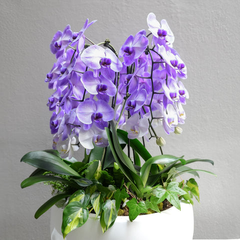 Purple Tall Orchid Arrangement