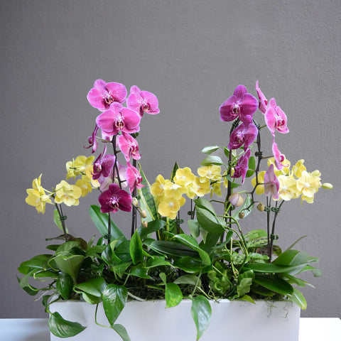 Colorful Orchid Arrangement