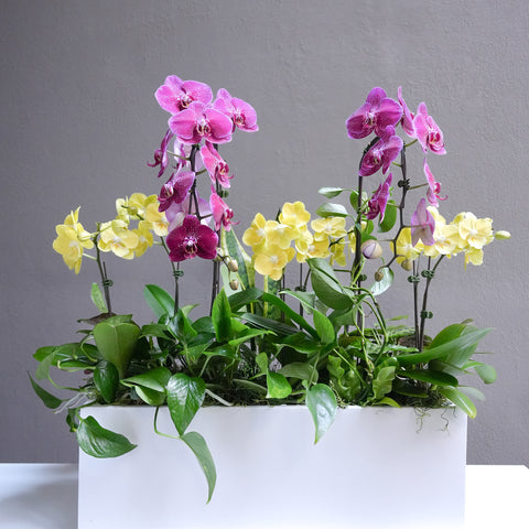 Colorful Orchid Arrangement