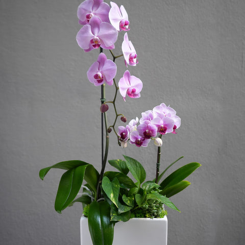 Pink Orchid Delight