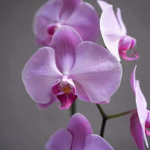 Pink Orchid Delight