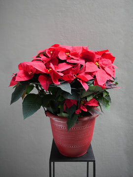 Red Poinsettia (4.5-12