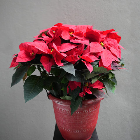 Red Poinsettia (4.5-12