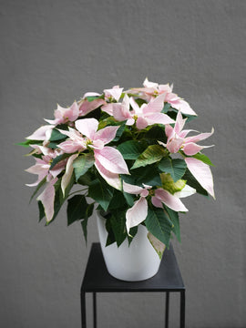 Light Pink Poinsettia 6