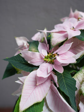 Light Pink Poinsettia 6