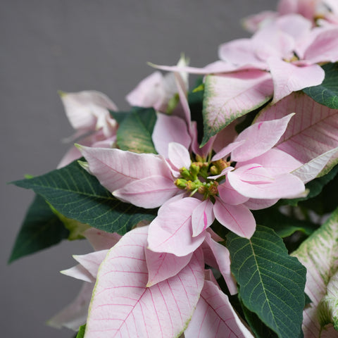 Light Pink Poinsettia 6