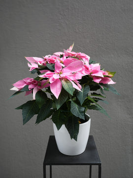 Pink Poinsettia 6