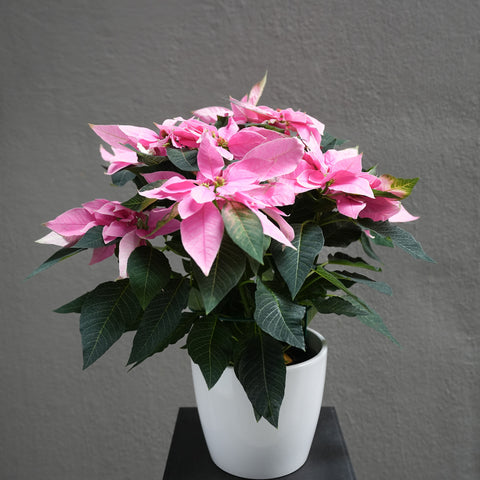 Pink Poinsettia 6