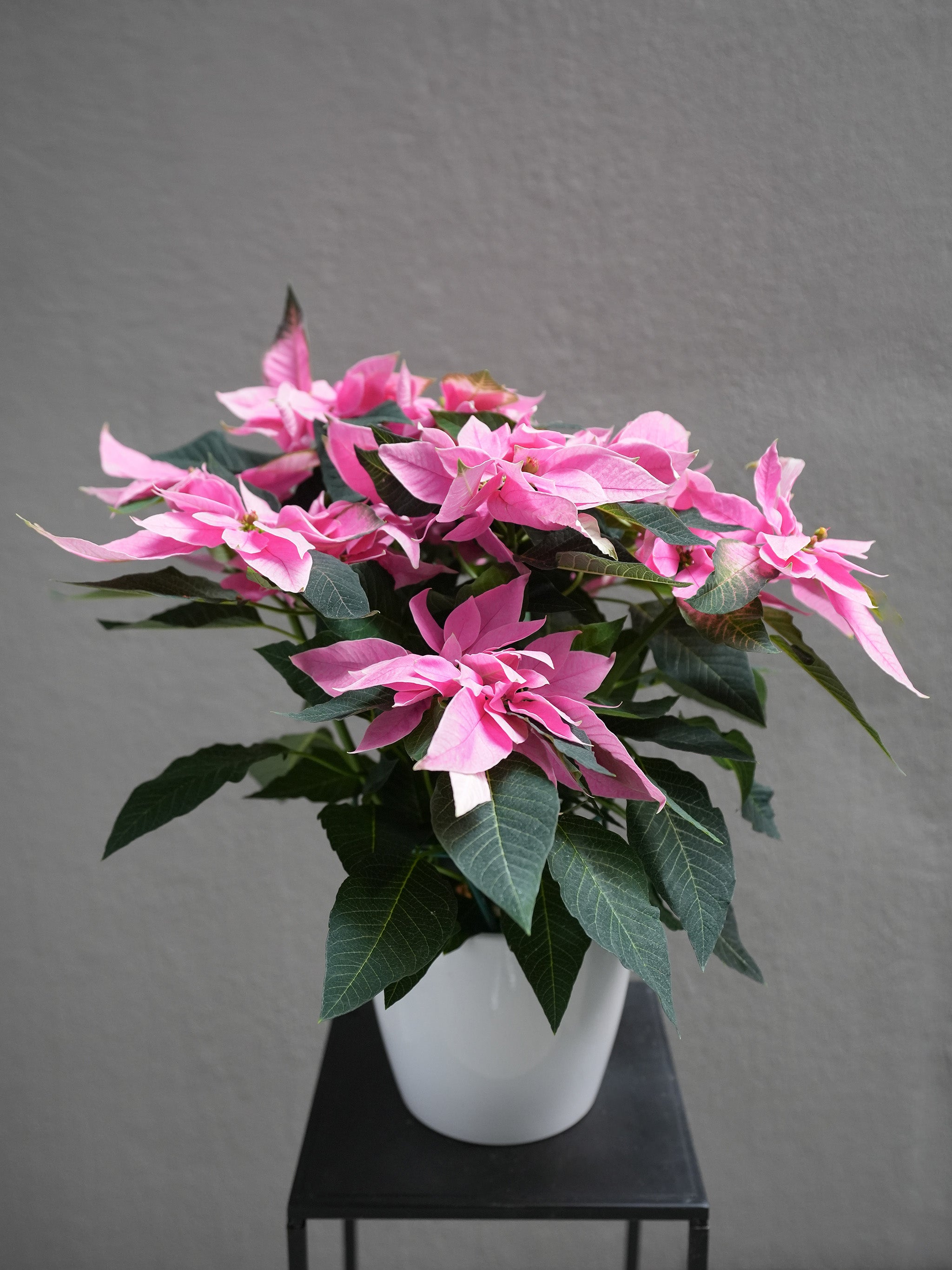 Pink Poinsettia 6