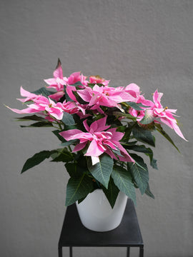 Pink Poinsettia 6