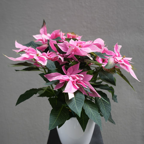 Pink Poinsettia 6