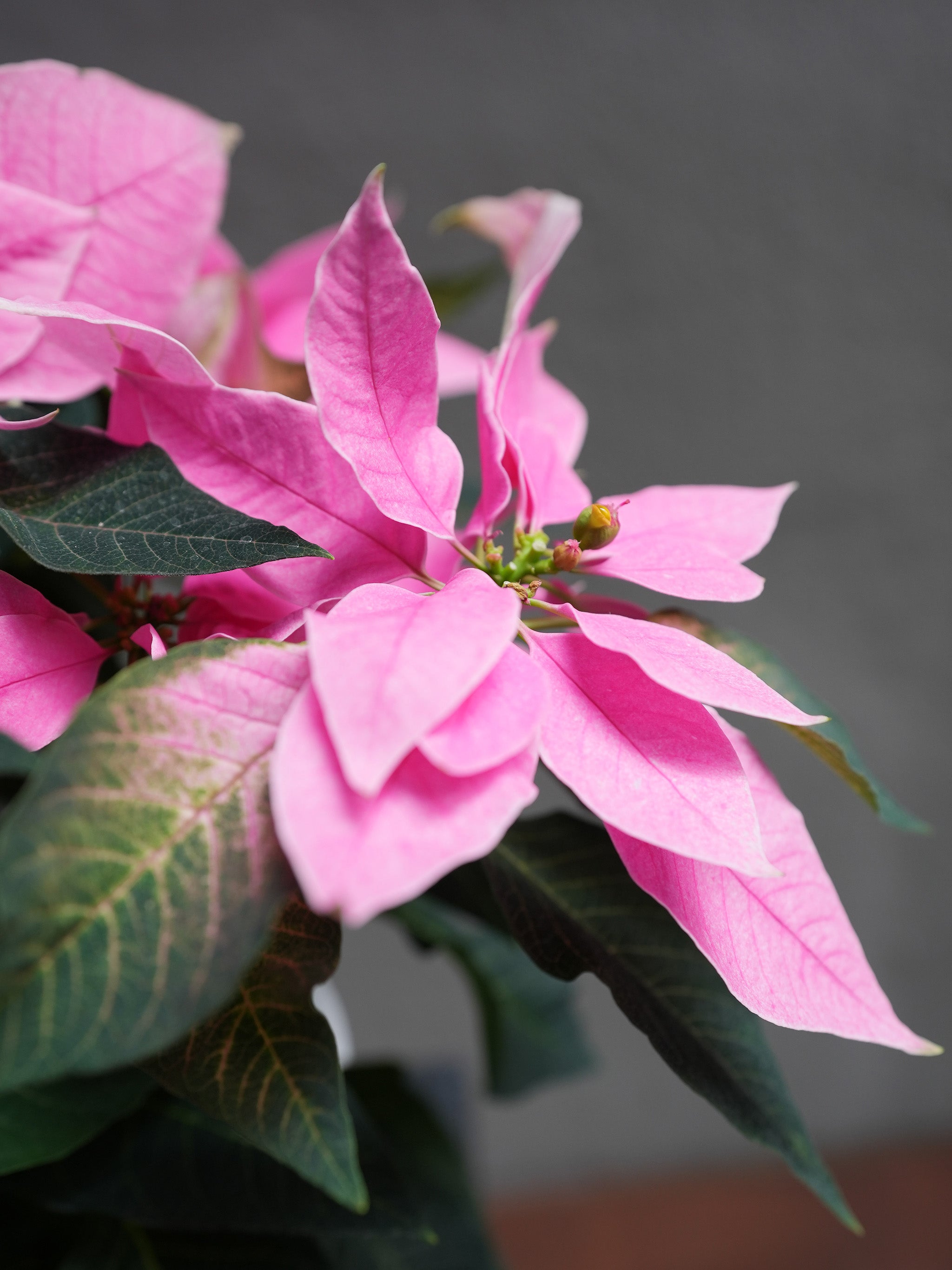 Pink Poinsettia 6